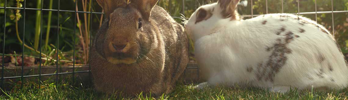 gezondheid konijn advies welkoop